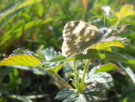 Determinazione farfalle